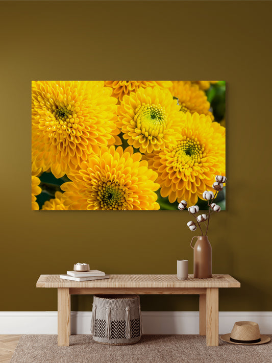 Chrysanthemen-06