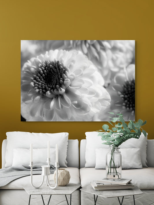 Chrysanthemen-07