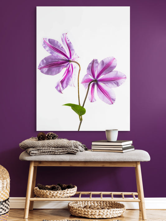 Clematis-01
