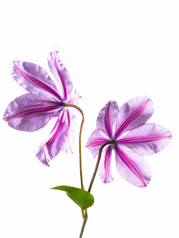 Main image Clematis-01
