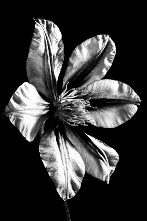 Main image Clematis-04