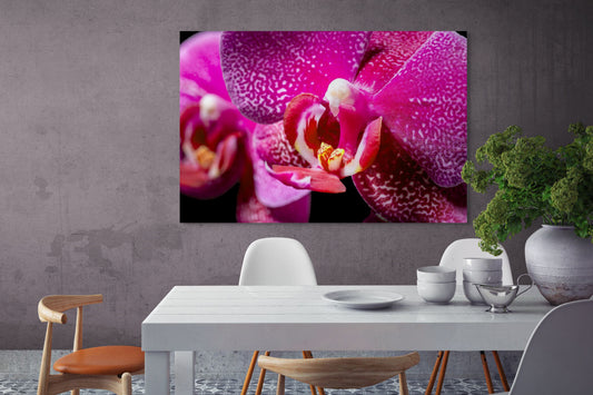 DORITAENOPSIS_BURGUNDY_01