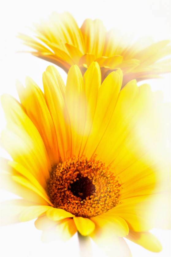 Main image Gerbera_11