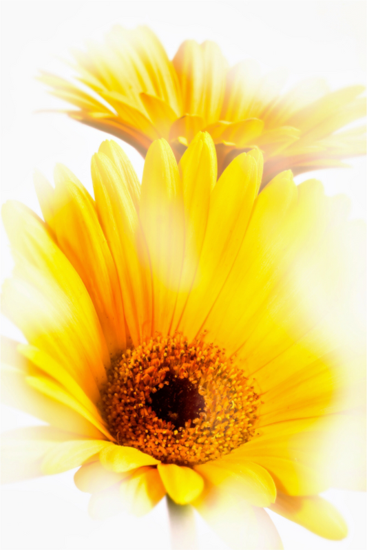 Main image Gerbera_11