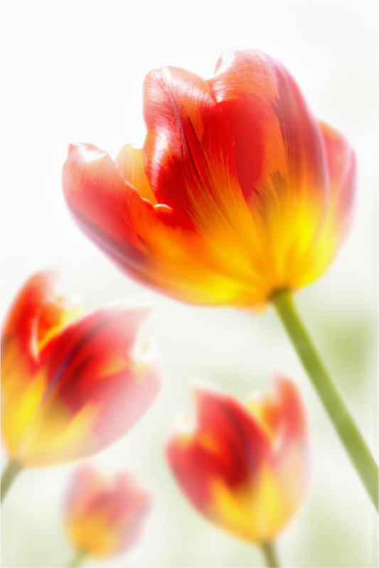 Main image Tulpe-02
