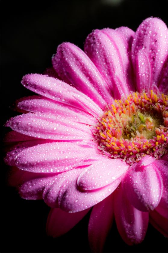 Main image Gerbera_05