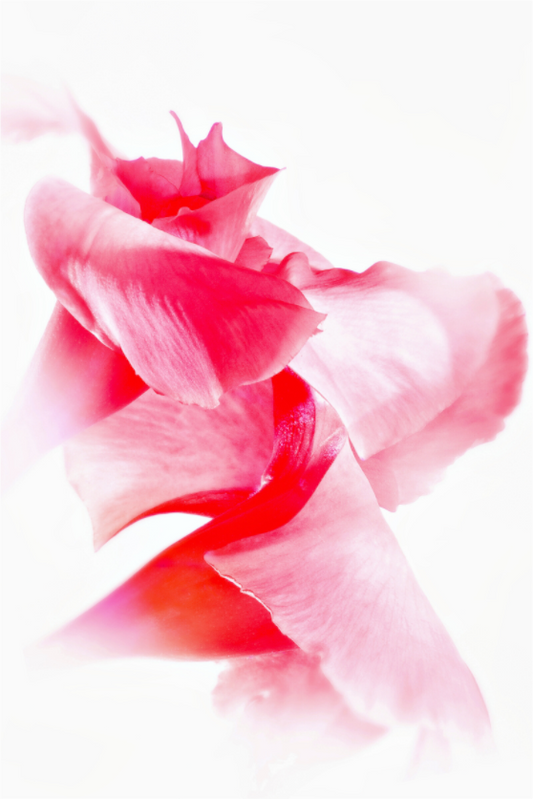 Main image Rose_11