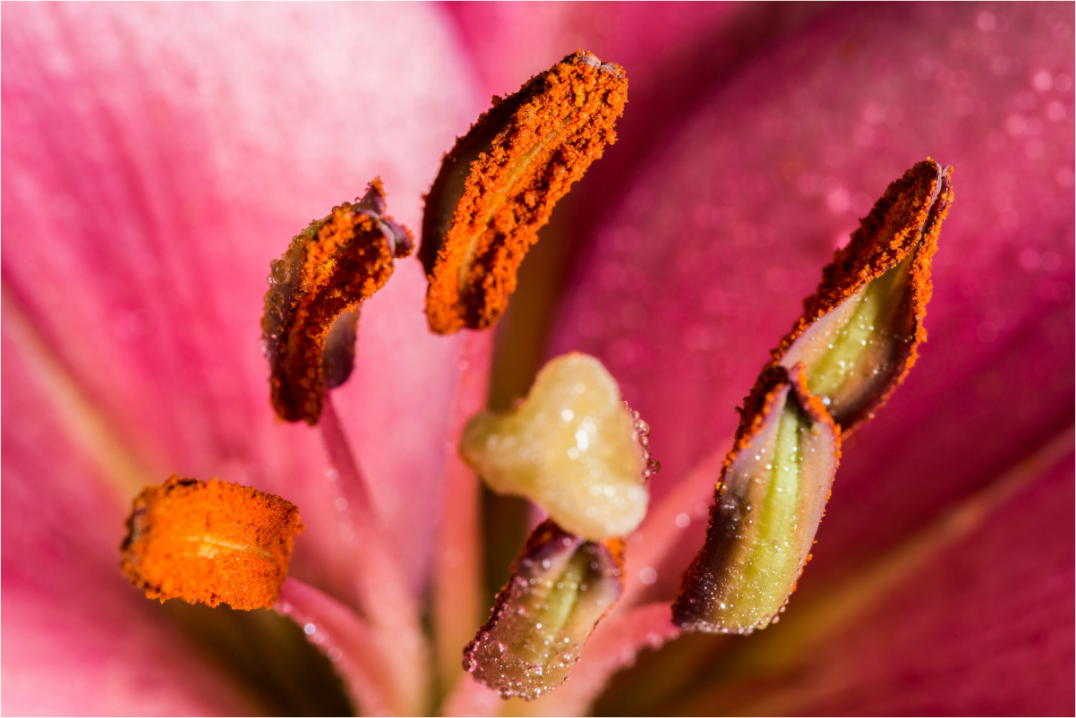 Main image Lilie_05