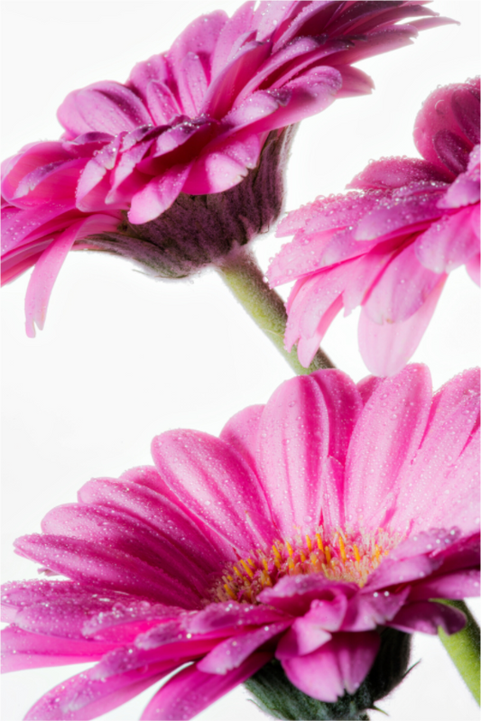 Main image Gerbera_07