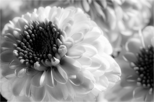 Main image Chrysanthemen-07