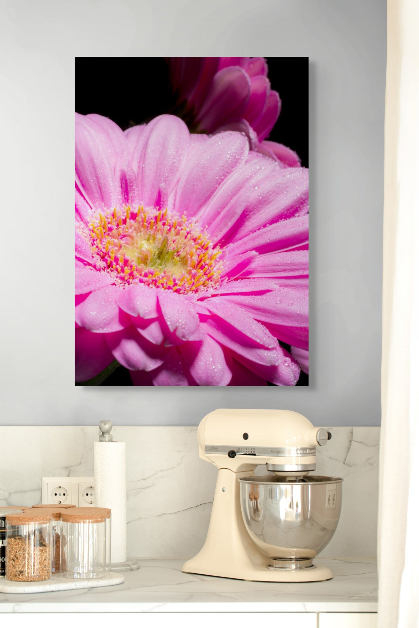 Gerbera_02