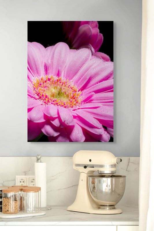 Gerbera_02