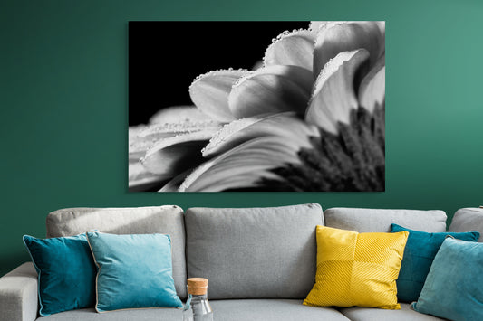 Gerbera_04