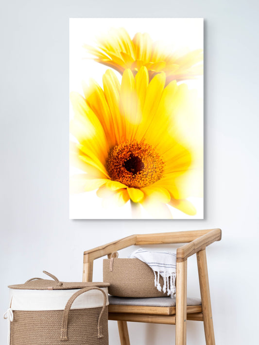 Gerbera_11