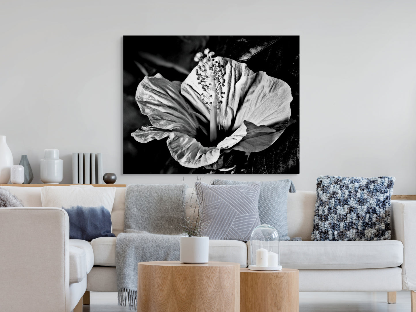 Hibiscus-01