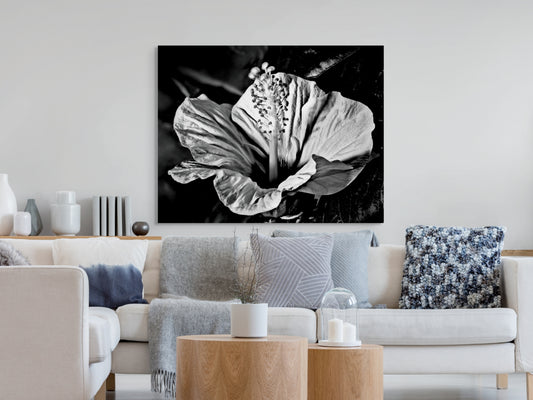Hibiscus-01