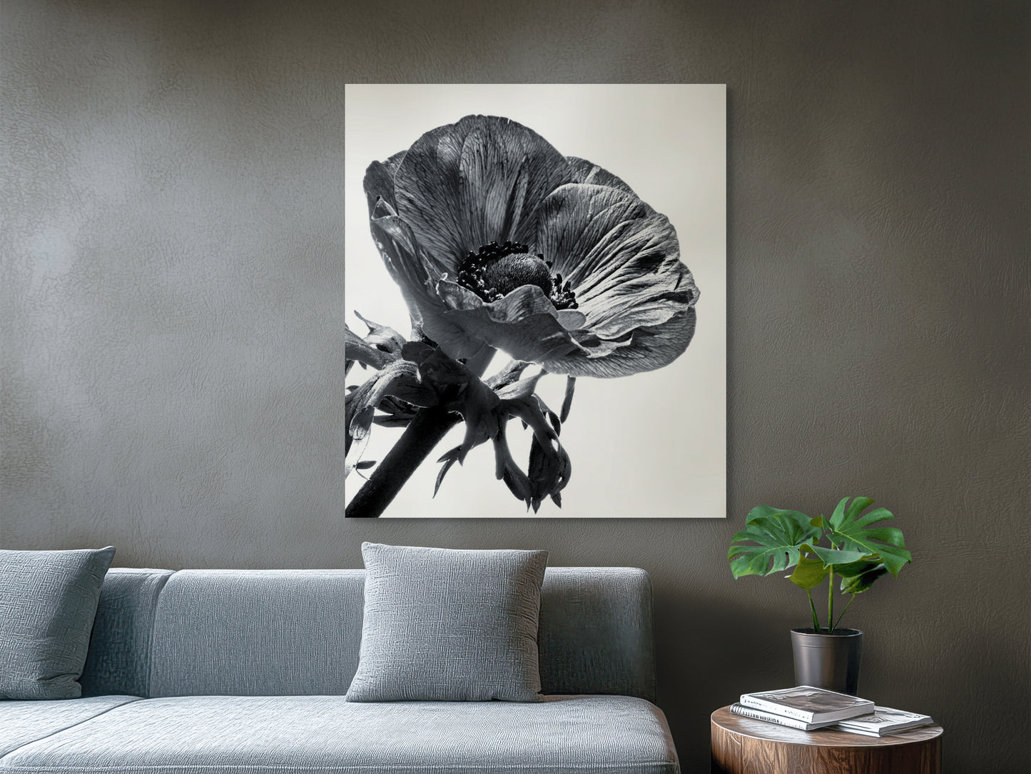 Kronenanemone_01