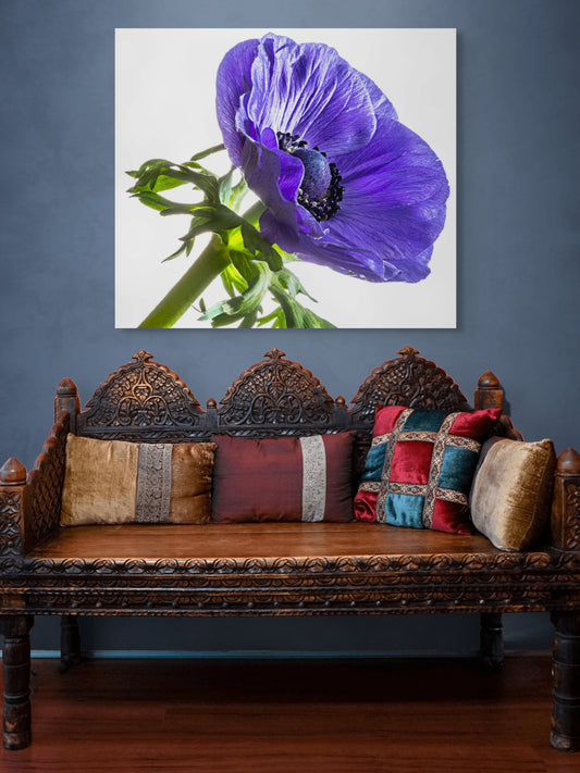 Kronenanemone_02