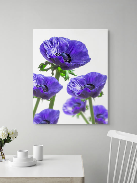 Kronenanemone_06