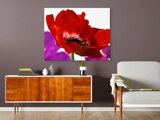 Kronenanemone_07