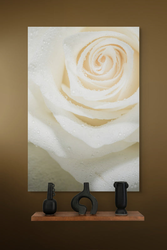 Rose_03