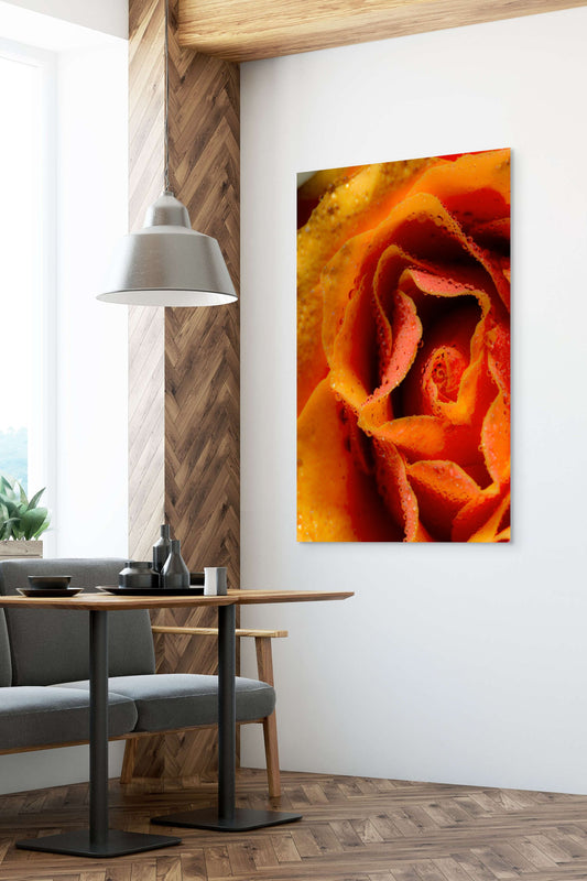 Rose_05