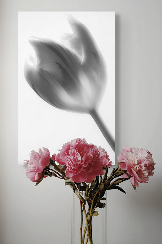 Tulpe-05