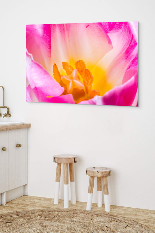 Tulpe-07